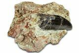 Carcharodontosaurus Tooth In Rock - Dekkar Formation, Morocco #375678-1